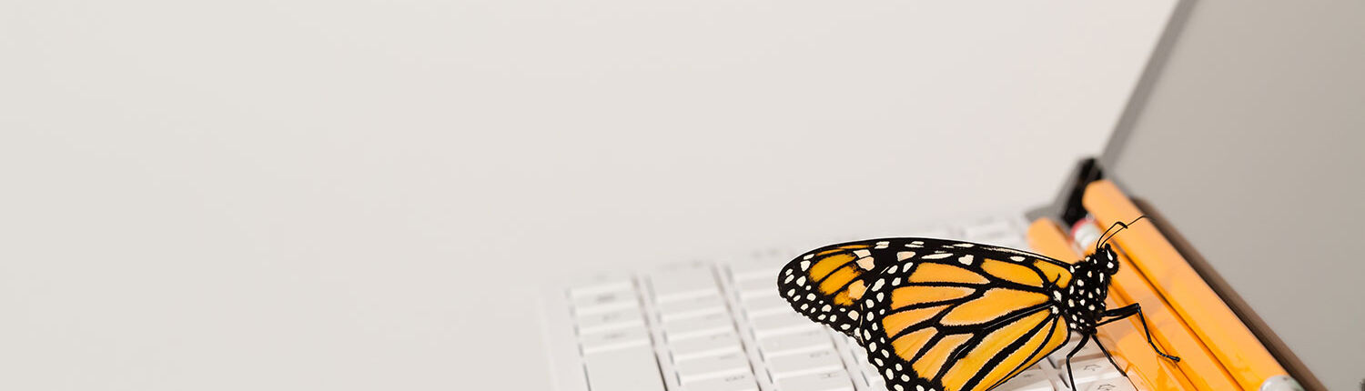 Schedule a coaching call with Ann Vanino - image of butterfly sitting on laptop