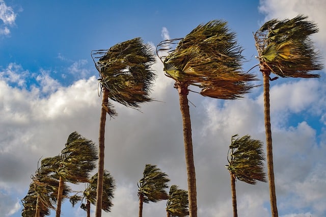 Several tall palm trees swaying in the wind against a blue sky and white clouds