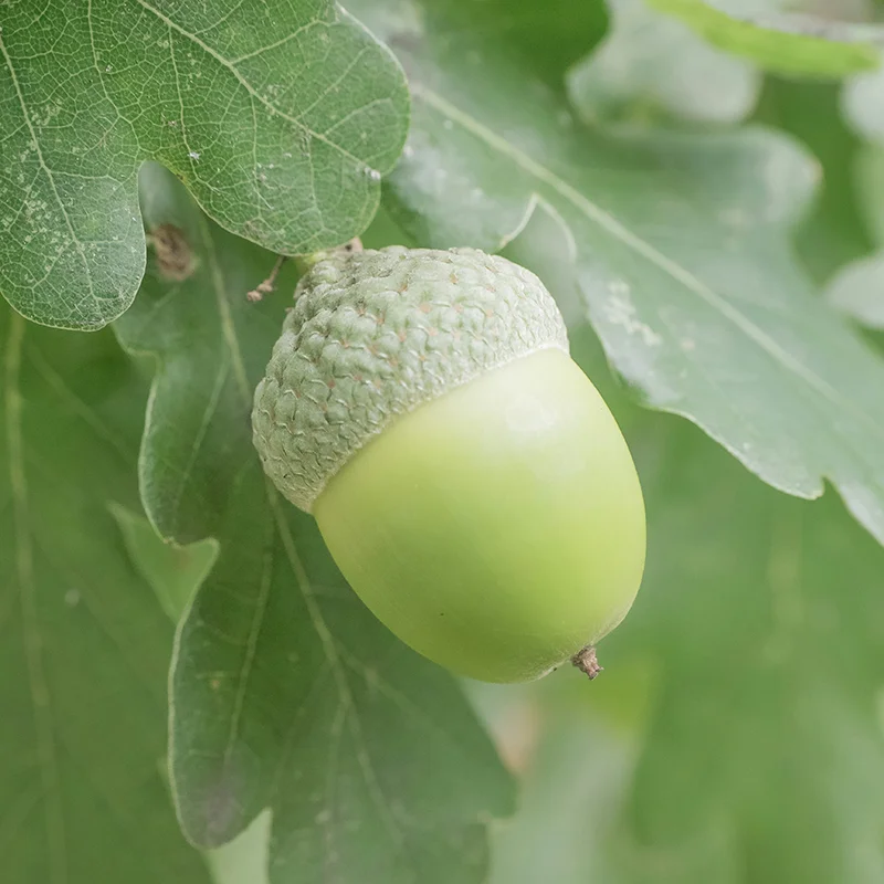 How coaching works, short term, with Ann Vanino - image of an acorn