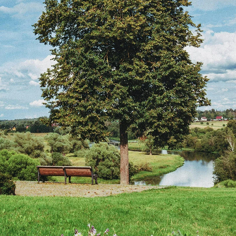 How coaching works, on call, with Ann Vanino - image of a bench by a tree on an overlook