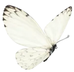 An ivory butterfly taking flight after transforming in a cocoon