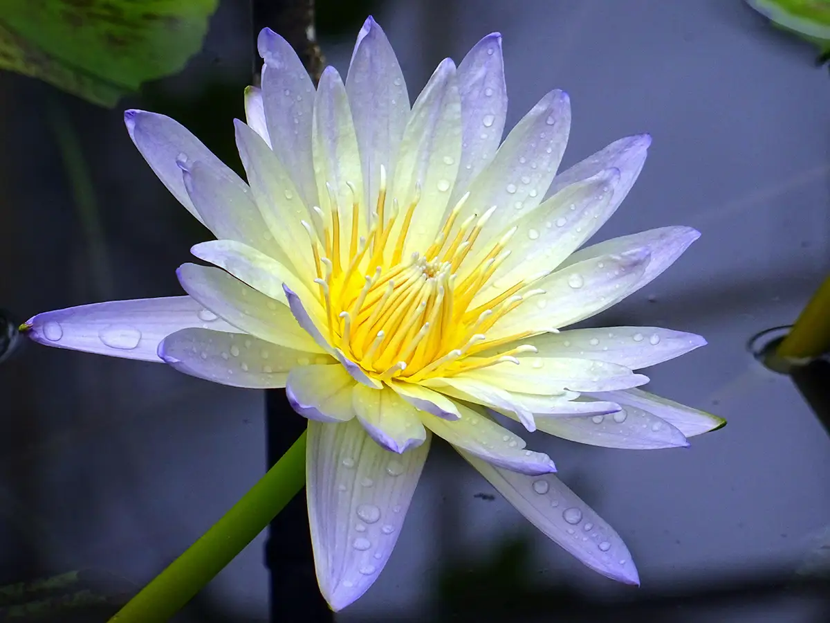 A blooming purple lotus evokes the power to grow from challenge and change with coaching and environmental consulting