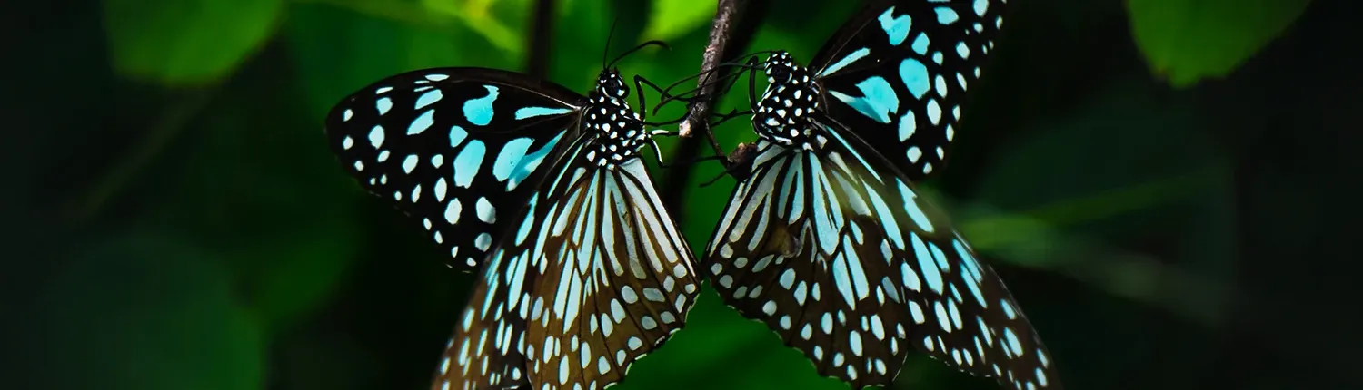 Contact Coach Ann Vanino - Two blue butterflies connecting