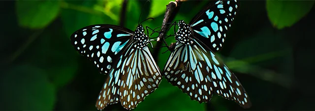 Contact Coach Ann Vanino - Two blue butterflies connecting