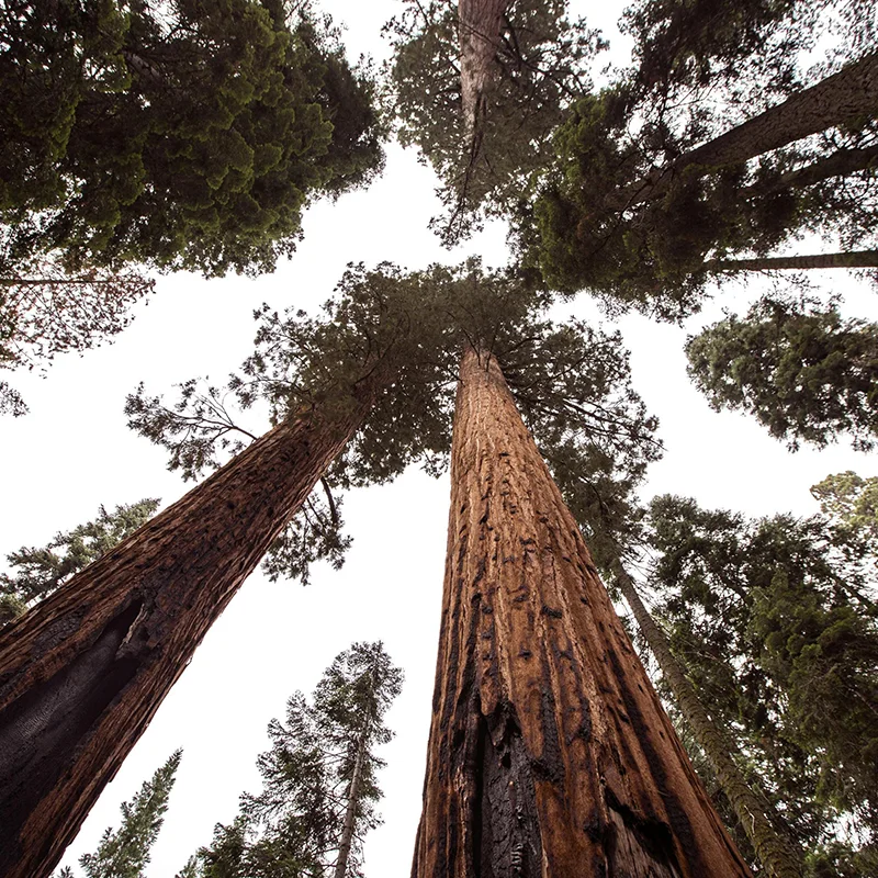 How coaching works, long term, with Ann Vanino - image of a sequoia grove