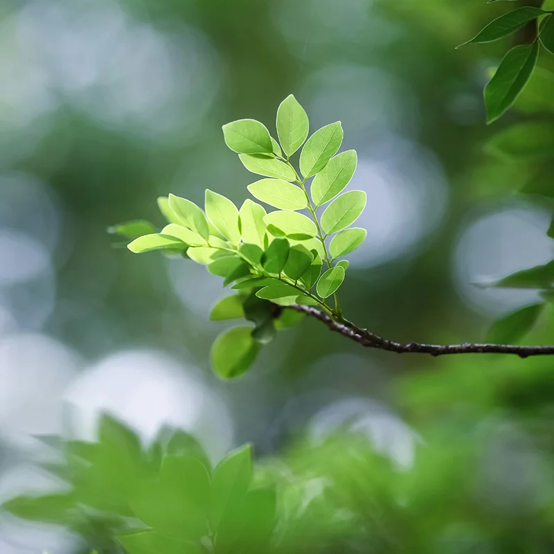 How coaching works, medium term, with Ann Vanino - image of a sapling